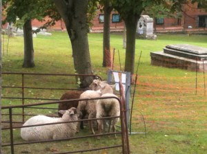 Sheep in St Nicholas Churchyard