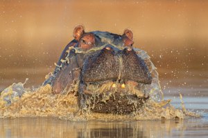 ITO-Hippo-Keith-Connelly