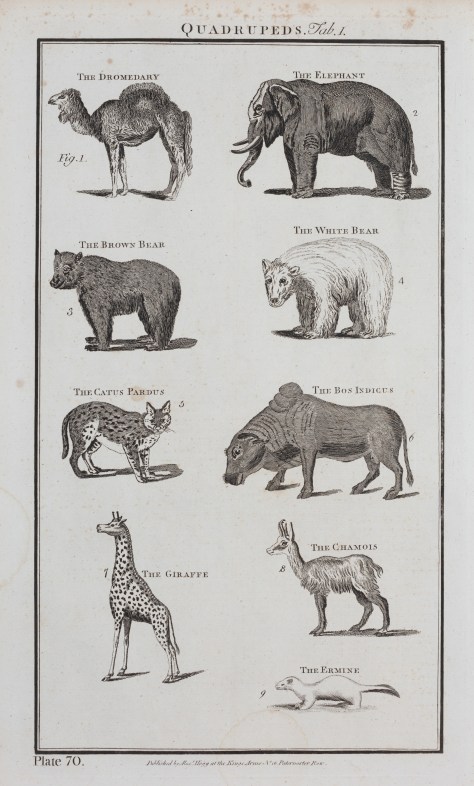 Quadrupeds’ illustration from a late 18th century encyclopaedia. Private collection